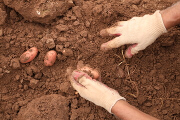 Manual Harvesting of Potatoes inside a Greenhouse.