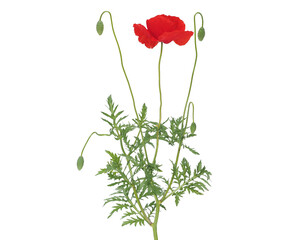 Red poppy plant  with flower and buds isolated on white, Papaver rhoeas