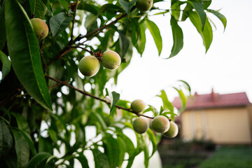 Fresh peaches growing on a tree branch in a garden