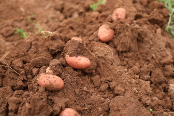Manual Harvesting of Potatoes inside a Greenhouse.