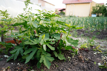 Green fig sapling growing in a home garden surrounded by fertile earth