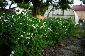 Lush green pea plants with white blossoms growing in a backyard garden