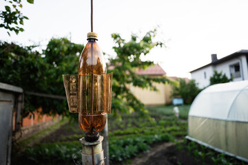 DIY fly trap made from a recycled plastic bottle in a garden
