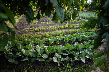 Lush vegetable garden growing with vibrant rows of leafy green plants
