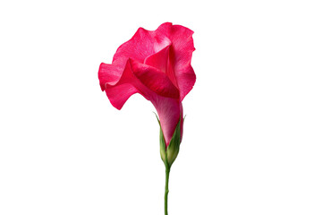 Obraz premium A single pink flower with a long stem