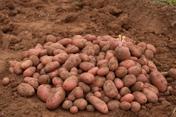 Manual Harvesting of Potatoes inside a Greenhouse.