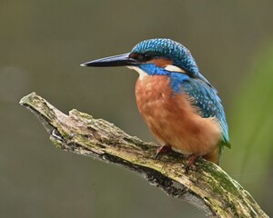 lilac breasted roller