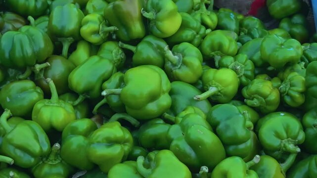 A panning shot captures a pile of fresh green capsicums, emphasizing their vibrant color and freshness.