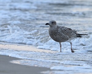 seagull on the beach