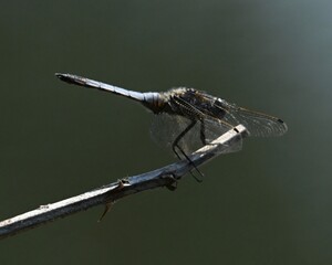dragonfly on a branch