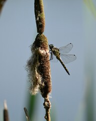 dragonfly on a branch