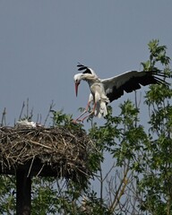 osprey in nest