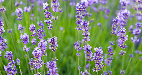 Obraz premium Lavender flowers blooming in a field of purple and green