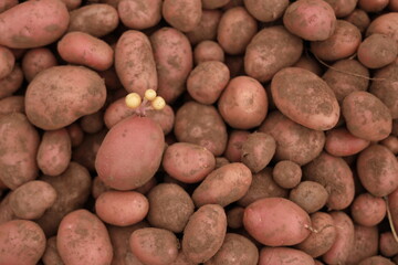 Manual Harvesting of Potatoes inside a Greenhouse.