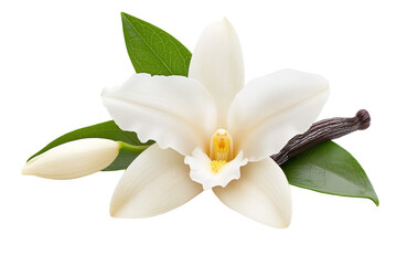 Obraz premium White flower with a green leaf on top, isolated