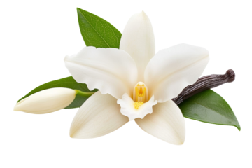 White flower with a green leaf on top, isolated