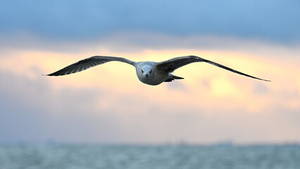Mewa nad morzem o wschodzie słońca © Grzegorz