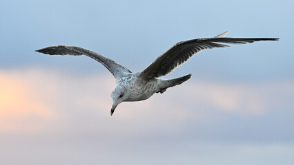 Mewa nad morzem o wschodzie słońca © Grzegorz