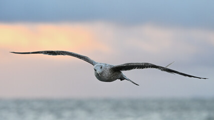 Mewa nad morzem o wschodzie słońca © Grzegorz