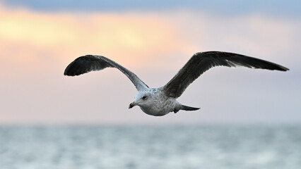 Mewa nad morzem o wschodzie słońca © Grzegorz