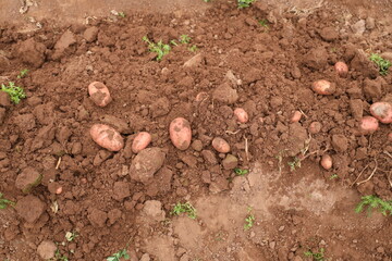 Manual Harvesting of Potatoes inside a Greenhouse.