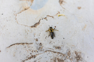 Close-up of a bee resting on textured stone surface. Environmental fragility, insect life, and ecological awareness.