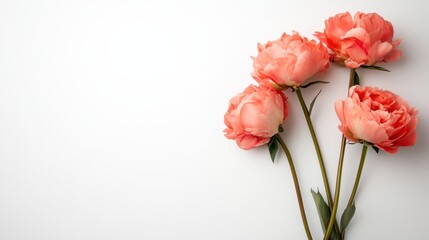 A stunning arrangement of coral peonies showcasing their lush petals against a clean white background harmonizes beauty with simplicity, perfect for floral enthusiasts.