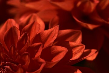 Red Dahlia Flower Close Up. A macro photograph of the center of a red dahlia flower.