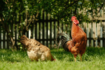 A vibrant rooster stands tall beside a foraging hen in a sunlit, green grassy area.