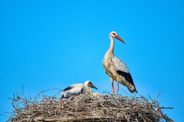 stork on a nest with a juvenile