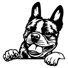 Boston Terrier Dog - Peeking Dog Breed - Pet Dog Vector Portrait, Dog Silhouette Stencil