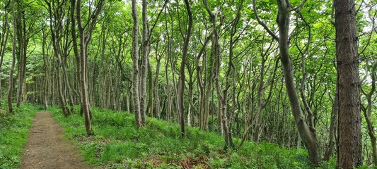 Serene Forest Path with Lush Greenery