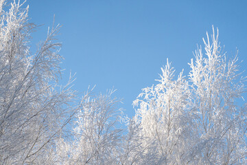 White birch trees covered with frost