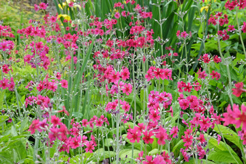Fuschia pink and Purple Primula pulverulenta, also known as mealy primrose, in flower.
