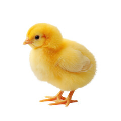 Fototapeta premium Yellow little chick isolated On white or transparent background 
