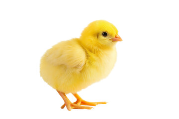 Fototapeta premium Yellow little chick isolated On white or transparent background 