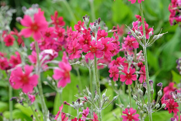 Fuschia pink and Purple Primula pulverulenta, also known as mealy primrose, in flower.