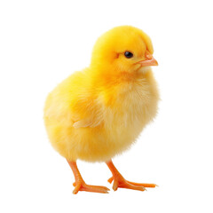 Fototapeta premium Yellow little chick isolated On white or transparent background 