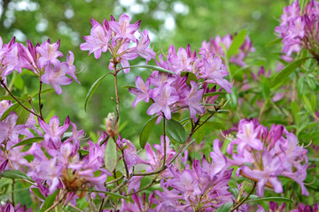 Fototapeta premium Lilac purple rhododendron azalea with golden flush in flower.