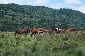 horses in the mountains