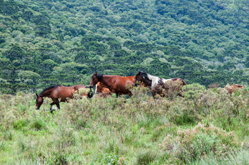 horses in the mountains