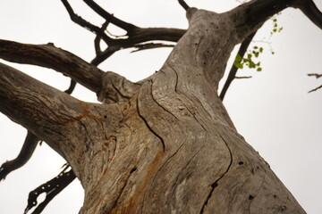 Low Angle View of a Cracked, Weathered Tree Trunk