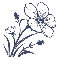 black and white primrose