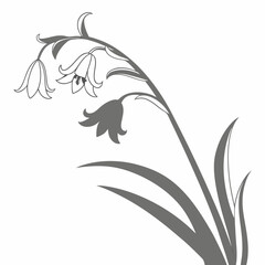 black and white hyacinth flower