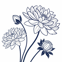 vector illustration of white dahlia flowers 