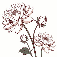 vector illustration of white dahlia flowers