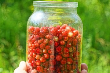  fresh picked forest red aromatic sweet small natural healthy berry strawberries in a round liter glass jar in the hand of a man during the day in green grass in nature