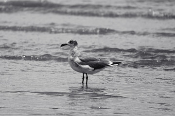 seagull on the beach