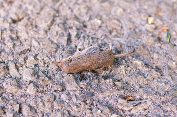 Dead Shrew on Asphalt Being Eaten by Ants Close Up Macro Nature