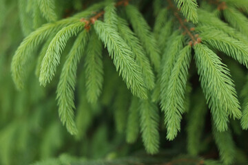 Detailed view of young spruce needles in forest. Vibrant green texture with depth of field. Ideal...